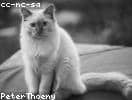 Test_mWIKSHdOxu